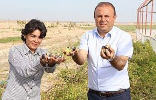 Yakalandığı meme kanserini yetiştirdiği mor çilekle...