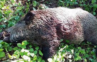 Yaklaşık 150 kilogram olan domuzu avladılar
