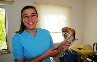 Yaralı baykuşu kurtarmak için seferber oldular