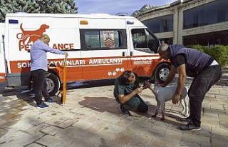 Zehirlenen köpeğin imdadına petbulance yetişti