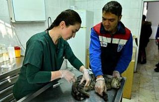 Ankara Büyükşehir’den acil durumlarda hayvanlara...