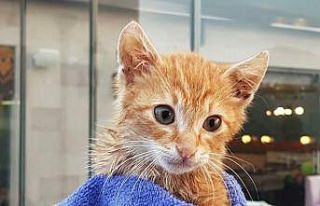 Anne kediden duygulandıran bekleyiş