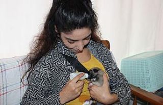 Annesiz yavru köpeği biberonla besliyor