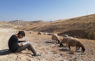 Ara tatilde hem çobanlık yapıyor hem de ders çalışıyor