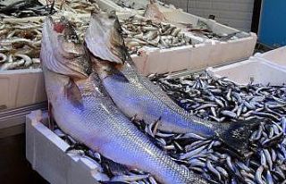 Balıkçıların ağına 10 kiloluk levrek takıldı