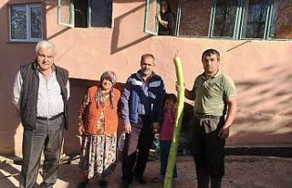 Bartın’da 170 santimetrelik kabak görenleri şaşkına...