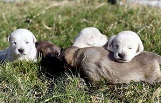 Beş minik yavruyu çuvala koyup ormana attılar