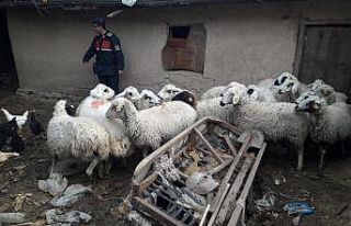Çaldıkları koyunlarla yakalanan şüpheliler tutuklandı