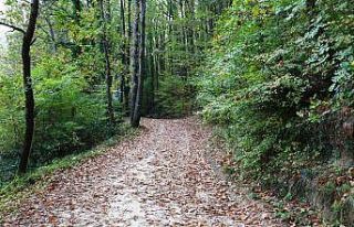 Çamlıkoy Tabiat Parkı’nda muhteşem sonbahar