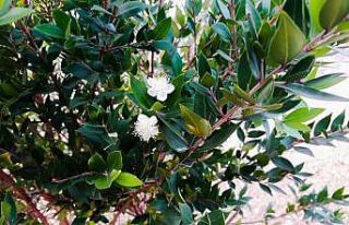 Ağaçlar mevsimleri şaşırdı