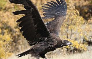 Dünyanın en tehlikeli yırtıcılarından, akbaba...