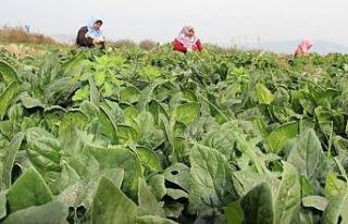Fiyatlar dip yapınca ıspanak üreticisi perişan...