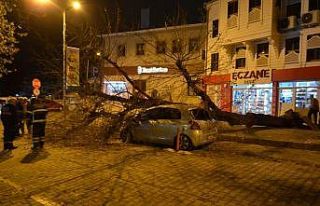 Gece yarısı korku dolu anlar... Dev ağaç otomobilin...
