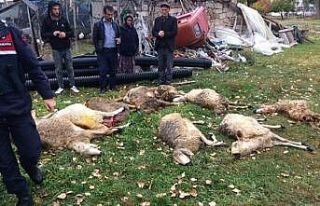 Hırsızların çaldığı koyunları kurtlar parçaladı