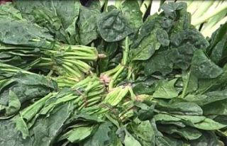 Ispanak zehirlenmelerine ilişkin açıklama