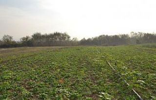 "Ispanak zehirliyor" haberlerine tepki