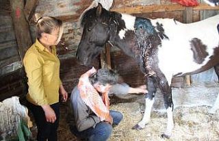 İzmir’de vicdansızlık: Ata silahla ateş edip...