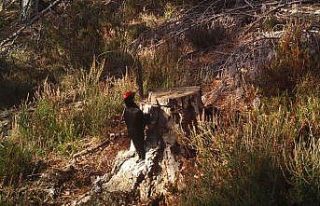 Kara ağaçkakan Tekirdağ’da görüntülendi