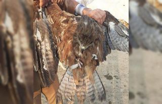 Kaya Kartalı tedavi altına alındı