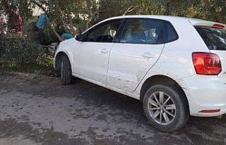 Kazayı bırakıp zeytin topladılar