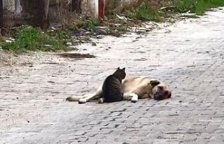 Kedi ile köpeğin dostluğu