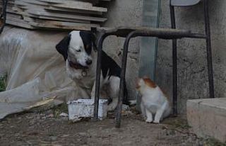 Köpekten insanlık dersi