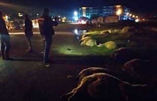 Koyun sürüsüne otomobil çarptı: 15 koyun telef...
