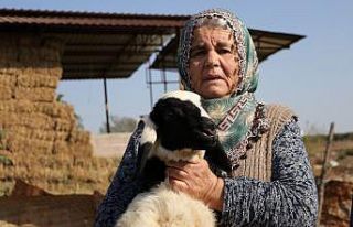 Koyunları çalınan Ayşe teyze, ’Koyunlarımı...