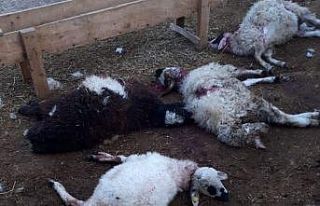 Kurtlar 30 koyun ve kuzuyu telef etti