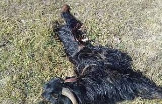 Kurtların saldırdığı 9 küçükbaş hayvan telef...