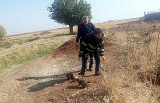 Mardin’de 5 köpek yavrusunu çuvala koyup lağım...