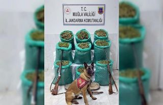 Muğla Jandarması 115 kilo esrar ele geçirdi