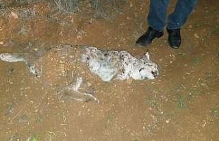 Nesli tehlike altındaki vaşak, av tüfeğiyle öldürüldü