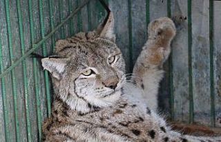 Neslinin tükendiği düşünülen vaşağa otomobil...