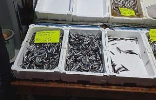 Hamsi’nin fiyatı yükseliyor