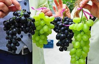 (Özel) Üzümde ikinci hasat hayali gerçek oldu