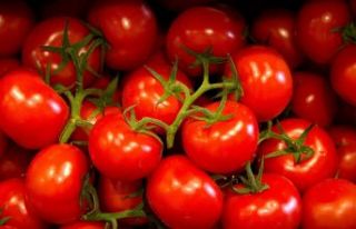 Rusya, Türk domatesini yine geri gönderdi