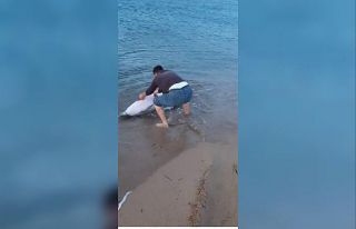 Sahile vuran yunus balığını kurtardı