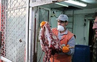 Sakarya’da 20 ton kaçak et ve sakatat ele geçirildi