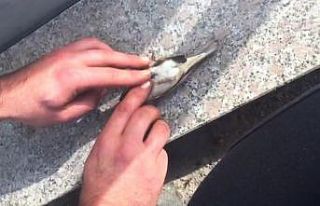 Serçenin hayatını kalp masajı yaparak kurtardı