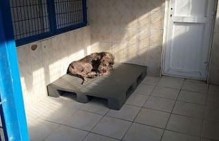 "Sokak hayvanlarını tek tek temizleyeceğim"...