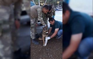 Türk Ordusu, her canlının yarasını sarıyor