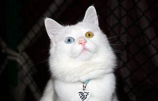 Van kedilerinin dünya çapında popülerliği arttı