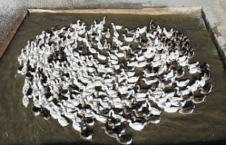 Van’da yetiştirilen kazlara İran ve Kuzey Irak’tan...