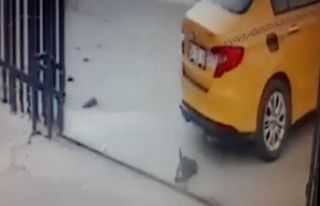 Vicdansız taksici yavru köpeğe acımadı