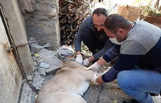 Yaralı kangal köpeği tedavi altına alındı