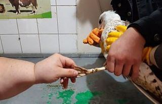 Yaralı martı tedavi altına alındı