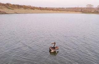 Yaralı Pelikan kurtarıldı