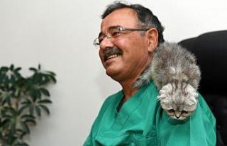 Yavru kedi cerrahi müdahale ile hayata tutundu