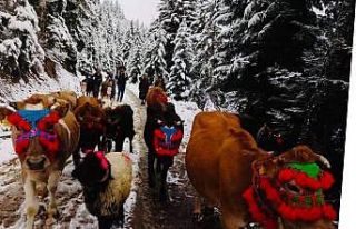 Yaylacıların dönüşü renkli görüntüler oluşturdu